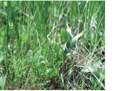Carex chordorrhiza Ehrh.