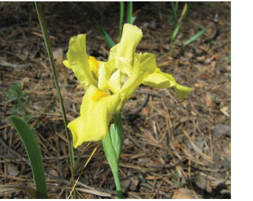 Iris pineticola Klokov (I. flavissima Pall. subsp. stolonifera f. orientalis Ugr., I. arenaria Waldst. et Kit. subsp. orientalis (Ugr.) Lavrenko, I. humilis Georgi subsp. orientalis (Ugr.) Soó)