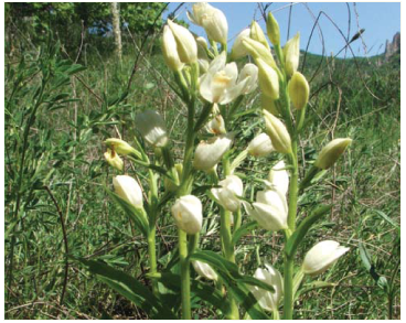 Cephalanthera damasonium (Mill.) Druce (C. grandiflora auct. non S.F.Gray; C. latifolia Janch.; C. pallens Sw.; Serapias damasonium Mill.)
