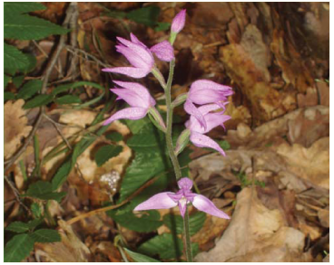 Cephalanthera rubra (L.) Rich. (Serapias rubra L.)