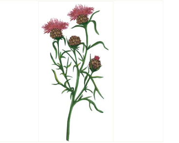 Волошка Конки (Centaurea konkae Klokov (C. margaritacea Ten. subsp. konkae (Klokov) Dostál))