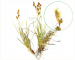 Carex liparocarpos Gaud. (C. nitida Host, C. bordzilowskii V.Krecz.; C. liparocarpos Gaud. subsp. bordzilowskii (V.Krecz.) T.V.Egorova)