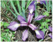 Iris pontica Zapał. (I. humilis M.Bieb. 1808, non Georgi, 1775, I. marschalliana Bobrov)