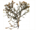 Echinophora sibthorpiana Guss. (E. tenuifolia L. subsp. sibthorpiana (Guss.) Tutin)