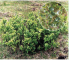 Betula humilis Schrank (B. fruticosa Pall., B. myrsinoides Tausch, B. rossica Minjaev, Chamaebetula humilis (Schrank) Opiz)