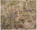 Goniolimon graminifolium (Aiton) Boiss. (Statice graminifolia Aiton)
