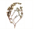 Salix alpina Scop. (S. jacquiniana Willd., S. jacquinii Host)