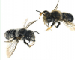 Megachile (Xanthosarus) giraudi   Gerstaecker, 1869