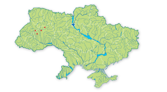 Карта поширення Жовтозілля Бессера в Україні
