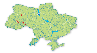 Карта поширення Молочай волинський в Україні