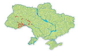 Карта распространения Ракитник белый в Украине