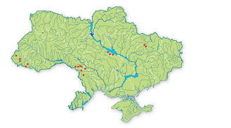 Карта распространения Вязель изящный в Украине