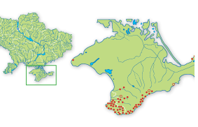 Карта поширення Жовтопуз безногий, жовтопузик в Україні