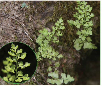 Анограмма тонколистная (Anogramma leptophylla (L.) Link (Polypodium leptophyllum L.))