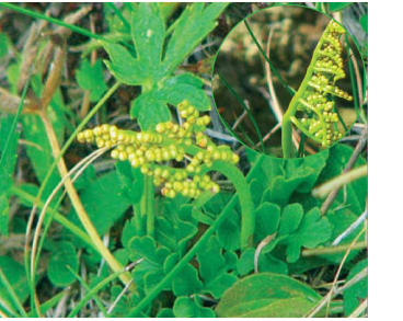 Гронянка ромашколиста (Botrychium matricariifolium (A.Braun ex Döll) W.D.J.Koch (B. lunaria (L.) Sw. var. matricariifolium A.Braun ex Döll))