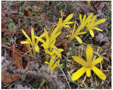 Осінник пізньоцвітовий (штернбергія пізньоцвітова) (Sternbergia colchiciflora Waldst. et Kit.)