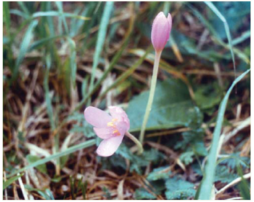 Пізньоцвіт Фоміна (Colchicum fominii Bordz. (C. arenarium auct. non Waldst. et Kit.))