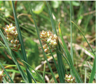 Осока двоколірна (Carex bicolor All.)