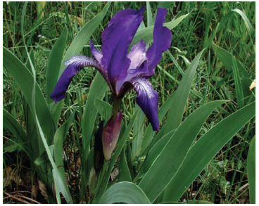 Касатик рогатый (Iris furcata M.Bieb. (I. hungarica auct. non Waldst. et. Kit. p.p.))
