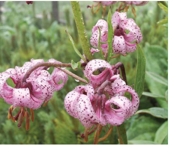 Лилия лесная (Lilium martagon L.)
