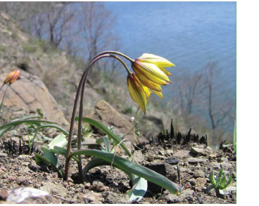 Тюльпан змієлистий (Tulipa ophiophylla Klokov et Zoz (~ T. biebersteiniana Schult.f. s.l.))