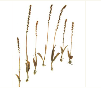 Бровник однобульбовий (герміній однобульбовий) (Herminium monorchis (L.) R.Br. (Ophrys monorchis L.))