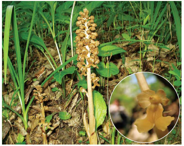 Гніздівка звичайна (Neottia nidus-avis (L.) Rich. (Ophrys nidus-avis L., Neottia vulgaris Kolb.))