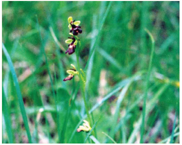 Офрис насекомоносная (Ophrys insectifera L. (O. myodes (L.) Jacq., O. muscifera Huds.))