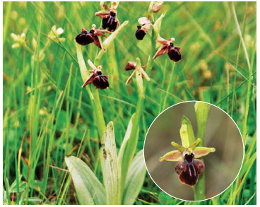 Офрис крымская (Ophrys taurica (Aggeenko) Nevski (O. aranifera Huds. var. taurica Aggeenko, O. sphegodes Mill. subsp. taurica (Aggeenko) Soó, O. mammosa auct. non Desf.))