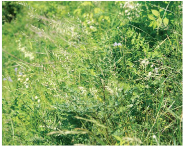 Овсяница меловая (Festuca cretacea T.Pop. et Proskor. (F. rubra L. var. cretacea Lavrenko))