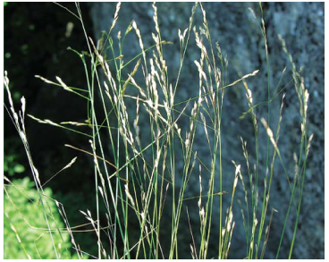 Мятлик крымский (Poa taurica H. Pojark.)
