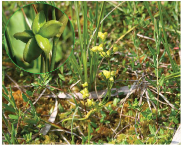 Шейхцерия болотная (Scheuchzeria palustris L.)