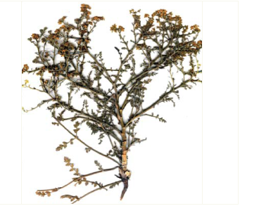 Колюченосник Сибторпа (Echinophora sibthorpiana Guss. (E. tenuifolia L. subsp. sibthorpiana (Guss.) Tutin))