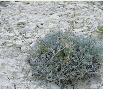 Полин суцільнобілий (Artemisia hololeuca M.Bieb. ex Besser)