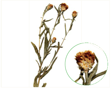 Василёк иволистный (Centaurea salicifolia M.Bieb.)