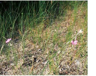 Гвоздика бесарабська (Dianthus bessarabicus Klokov (D. polymorphus M.Bieb. subsp. bessarabicus Kleopow; D. polymorphus auct. non M.Bieb.))