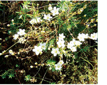 Мінуарція рідкоквіткова (Minuartia pauciflora (Kit. ex Kanitz) Dvořaková (M. gerardii auct. non (Willd.) Hayek; M. verna auct. non (L.) Hierr; M. zarecznyi (Zapał.) Klokov))