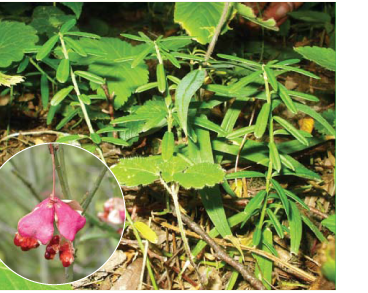 Бруслина карликова (Euonymus nana M. Bieb.)