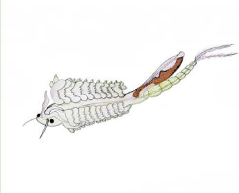 Бранхинекта устрашающая (Branchinecta ferox (M. Milne-Edwards, 1840))