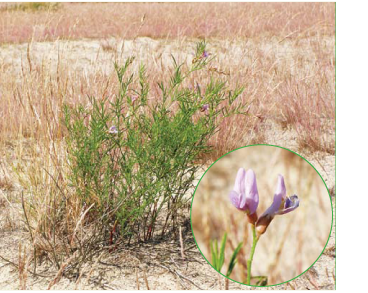 Астрагал песчаный (Astragalus arenarius L.)