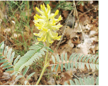 Астрагал понтійський (Astragalus ponticus Pall.)