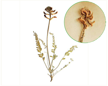 Астрагал изогнутый (Astragalus reduncus Pall. (A. concavus Boriss.))