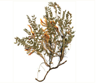 Астрагал сарептський (Astragalus sareptanus A.Beck.)