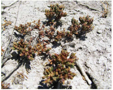Франкенія припорошена (Frankenia pulverulenta L.)