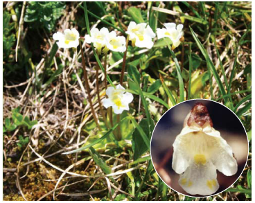 Жирянка альпийская (Pinguicula alpina L.)