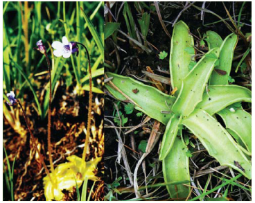 Жирянка обыкновенная (Pinguicula vulgaris L.)