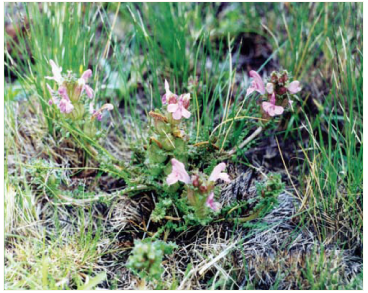 Шолудивник лісовий (Pedicularis sylvatica L.)