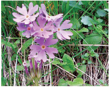 Первоцвіт Галлера (Primula halleri J.F.Gmel.)