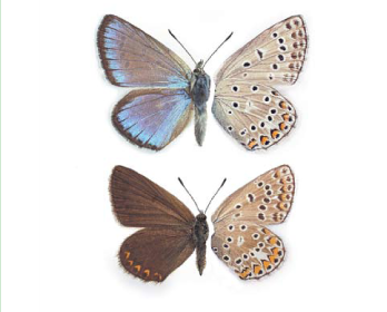 Голубянка Буадюваля (Polyommatus boisduvalii  (Herrich-Schafer, [1843]))