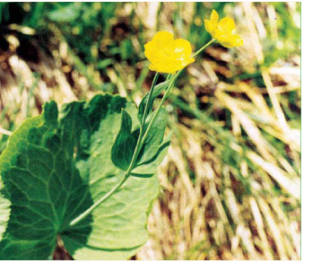 Жовтець Тора (жовтець татранський) (Ranunculus thora L. (R. tatrae Borbás))